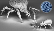 保潔除螨 保潔除螨